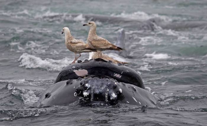 13131242_1328477233835901_5863065903086751922_o