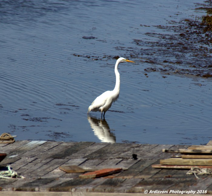 April 29, 2016 Beautiful Egret at low tide on Little River