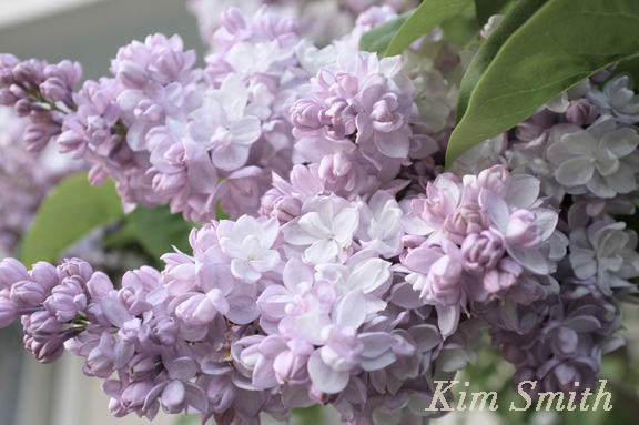 Beauty of Moscow Lilac copyright Kim Smith