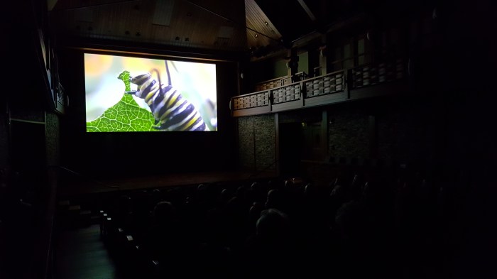 BEAUTYWINGRSFF2016SCREENING