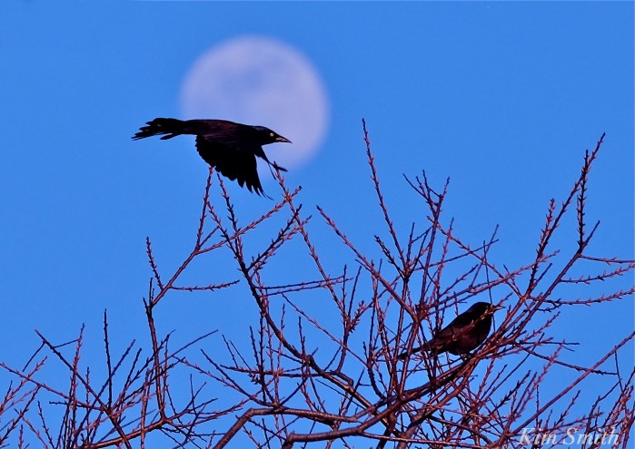 Blackbird moonlight Grackle c Kim Smith