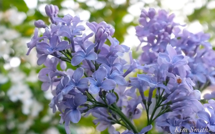 Blue Lilac President Grevy copyright Kim Smith