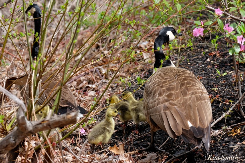 canada geese goslings c Kim Smith