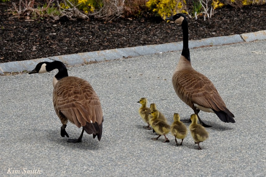canada geese goslings crossing road c Kim Smith