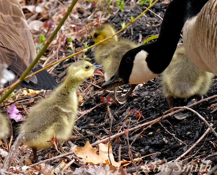 canada geese goslings sass c Kim Smith