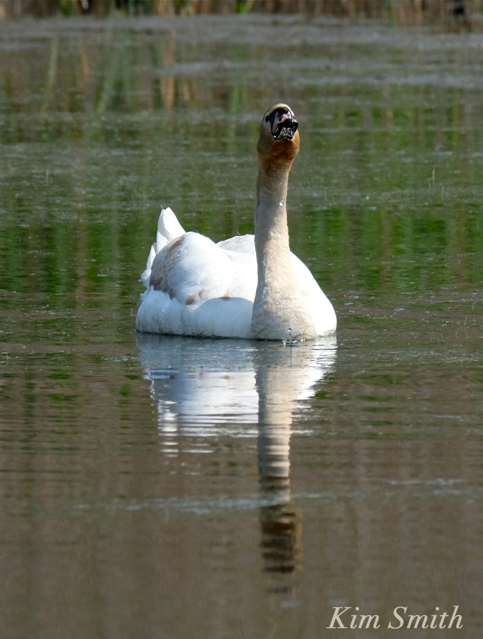 Cape Ann Swans copyright Kim Smith