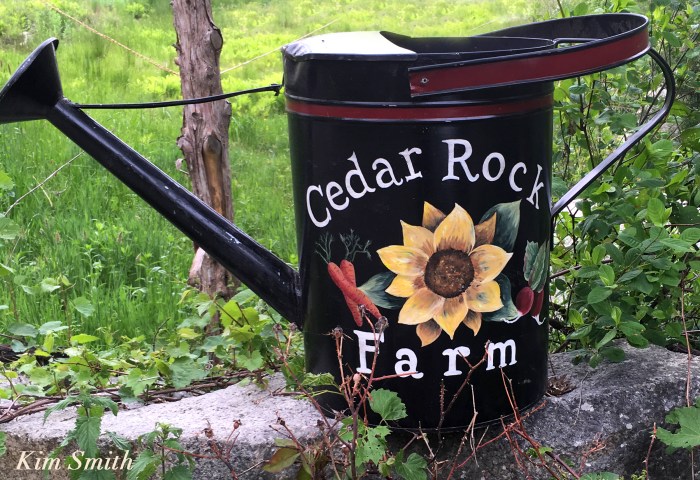Cedar rock Garden watering can copyright Kim Smith