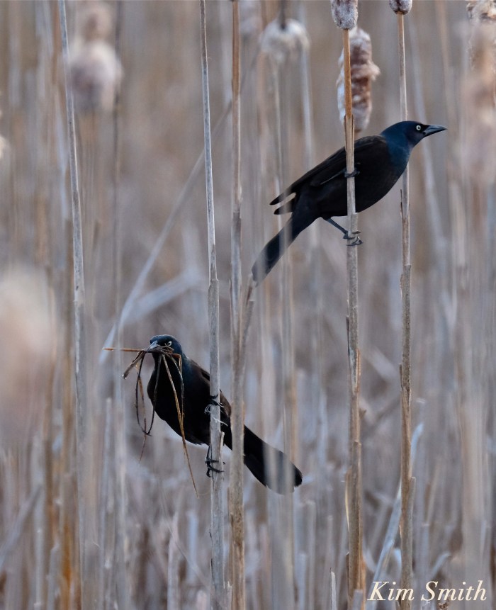 Common Grackle nesting copyright Kim Smith