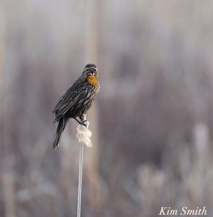 Female Red-winged Blackbird copyright Kim Smitrh
