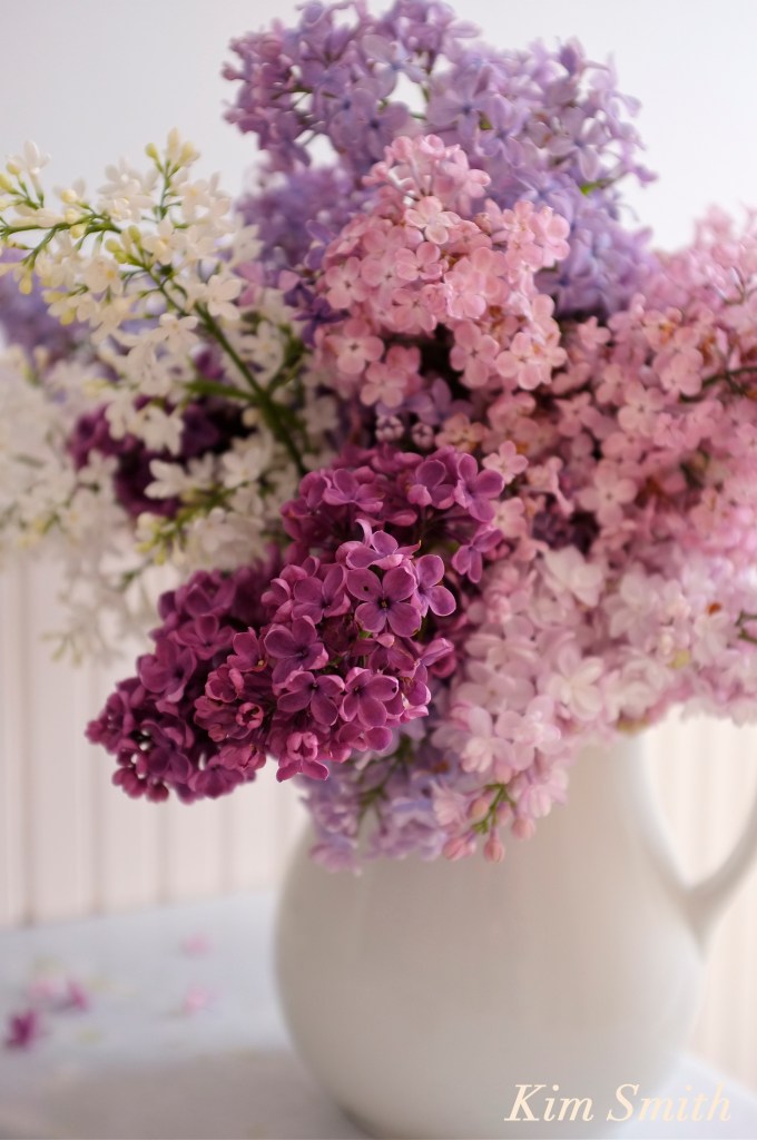 Fragrant lilacs copyright Kim Smith