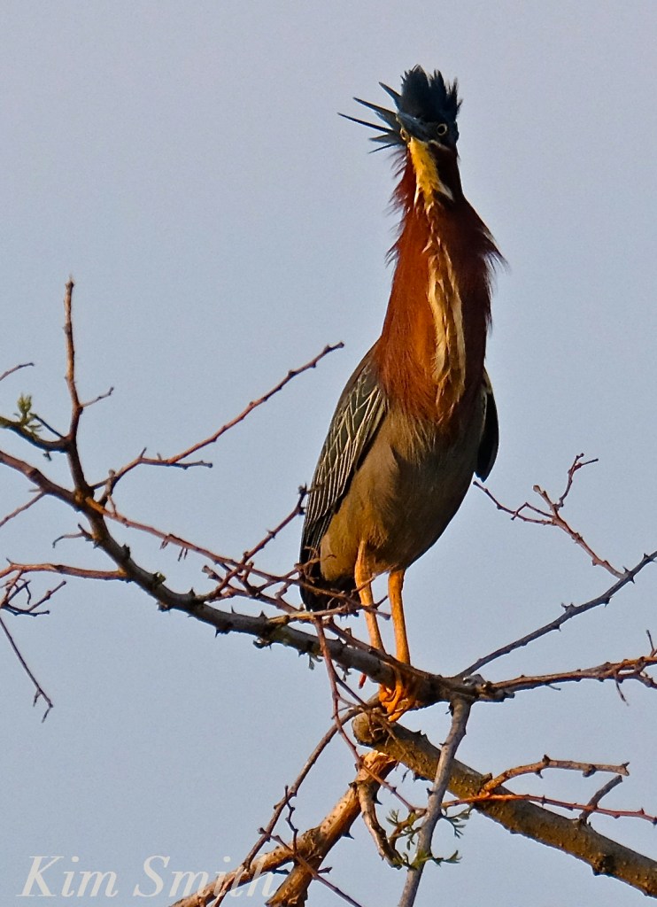 Green Heron copyright Kim Smith
