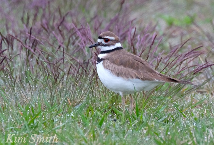 Kildeer Gloucester Massachusetts Kim Smith
