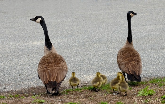 Look Both Ways geese goslings crossing road Kim Smith copy