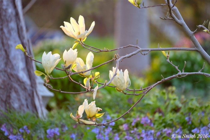 Magnolia Elizabeth -2 c Kim Smith