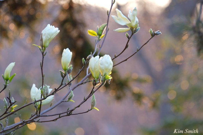 Magnolia Elizabeth c Kim Smith
