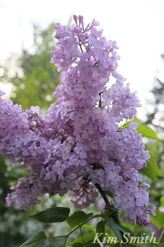 Maiden's Blush Lilac copyright Kim Smith