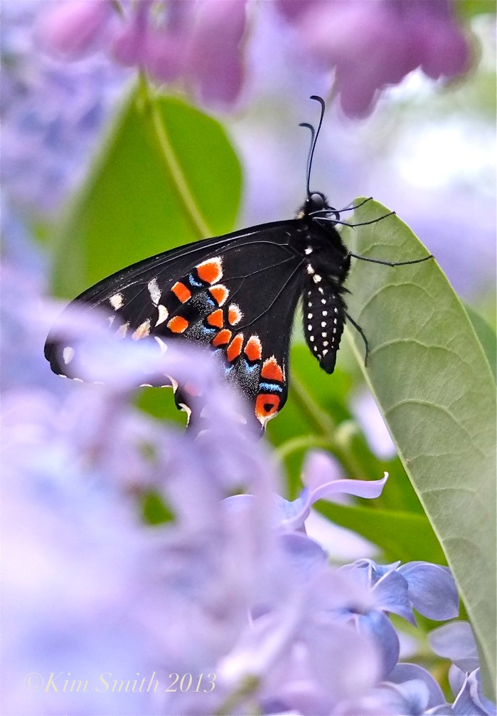 Male Black Swallowtail Wedgwood Blue Lilac copyright Kim Smith