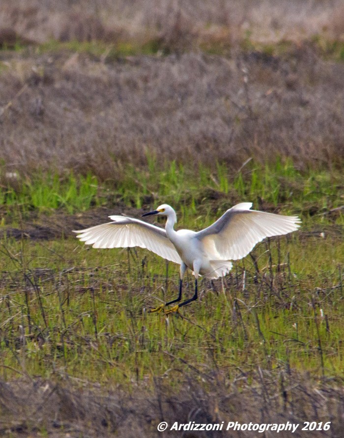 May 14, 2016 Egret abc soaring