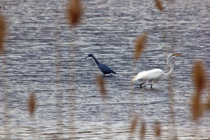 May 15, 2016 passing in the marsh