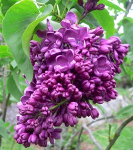 Mothers-Day-Lilac-Sunday-Arnold-Arboretum-Boston-May-12-2013-266x300