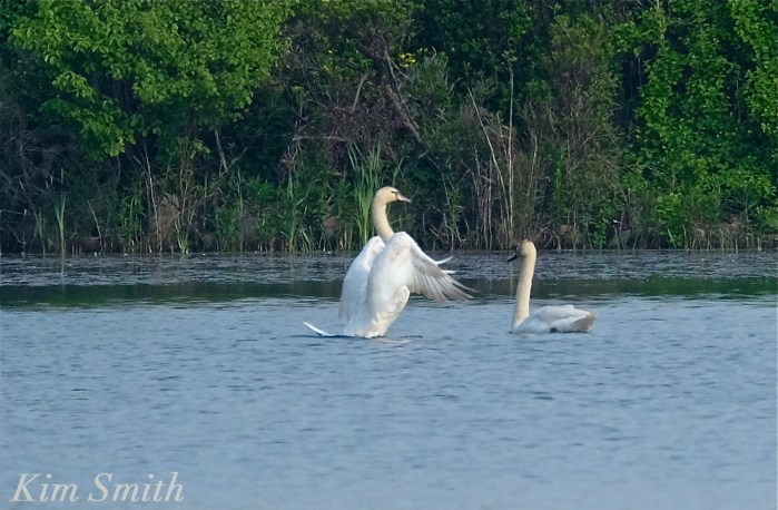 Pair Cape Ann Swans copyright Kim Smith