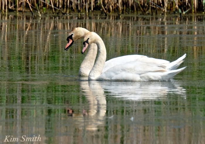 Pair Cape Ann Swans third year swans copyright Kim Smith