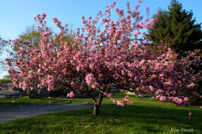 pink flowering crabapple tree copyright Kim Smith