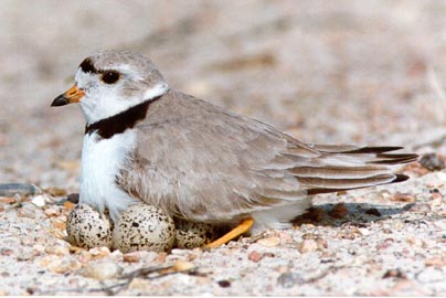 piping-plover-on-nest