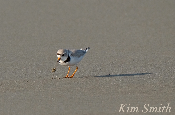 PIPING PLOVERS -Eating 4 GOOD HARBOR BEACH GLOUCESTER COPYRIGHT KIM SMITH