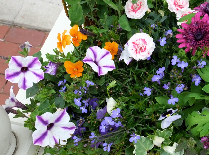 Planters Mary Prentiss inn Cambridge MA copyright Kim Smith