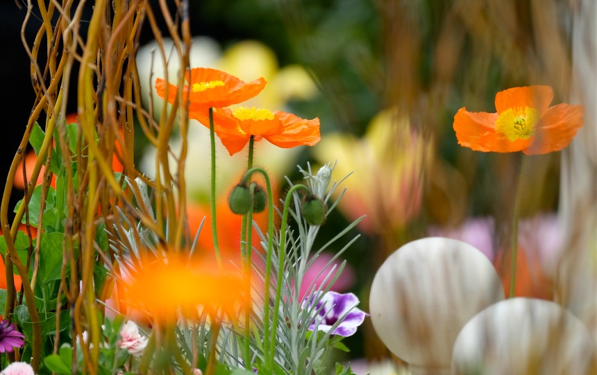 Poppies Mary Prentiss inn Cambridge MA copyright Kim Smith