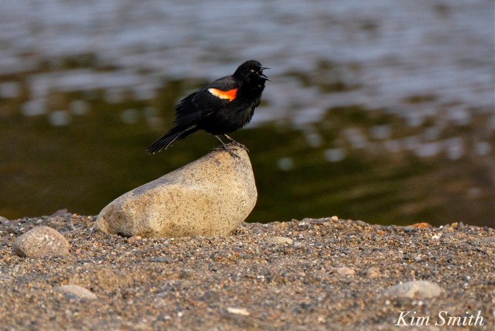 Red-winged Blackbird Gloucester Massachusetts Kim Smith