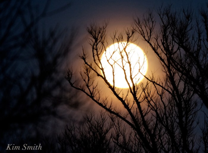 Shadblow moonlight copyright Kim Smith