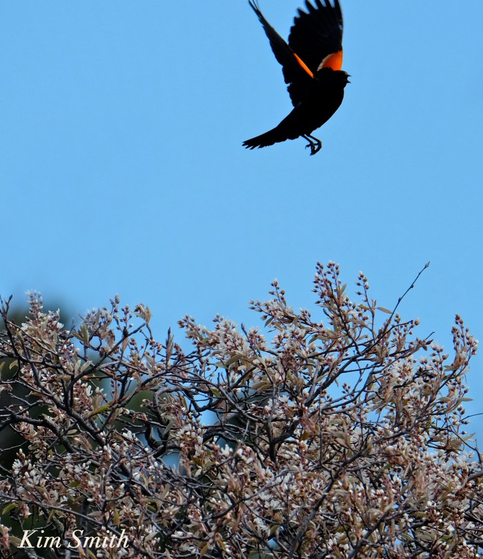 Shadblow Red-winged Blackbird Atlantic Coastal Plain copyright Kim Smith