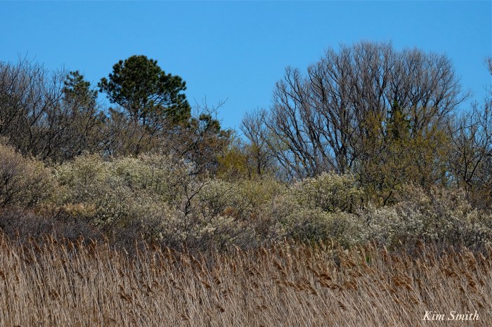 Shadblow reeds Atlantic coastal plain copyright Kim Smith
