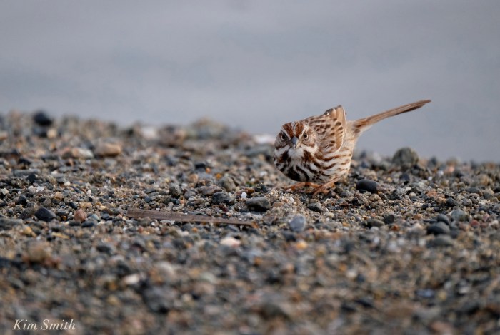 Sparrow Gloucester Massachusetts Kim Smith