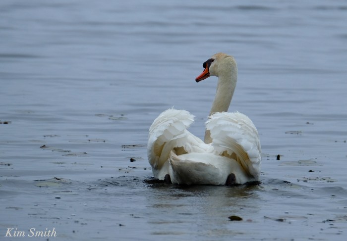 Swan Busking Cygnus immutabilis copyright Kim Smith