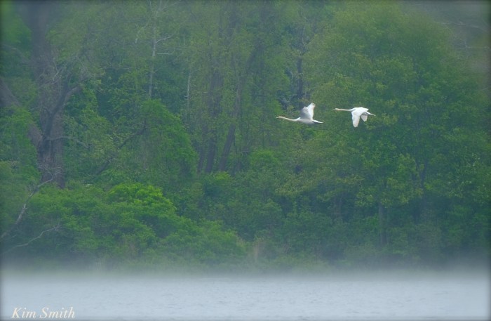 Swan pair flight Cygnus olor copyright Kim Smith
