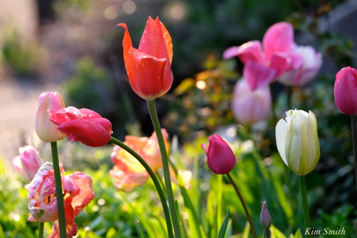 tulip mix c Kim Smith