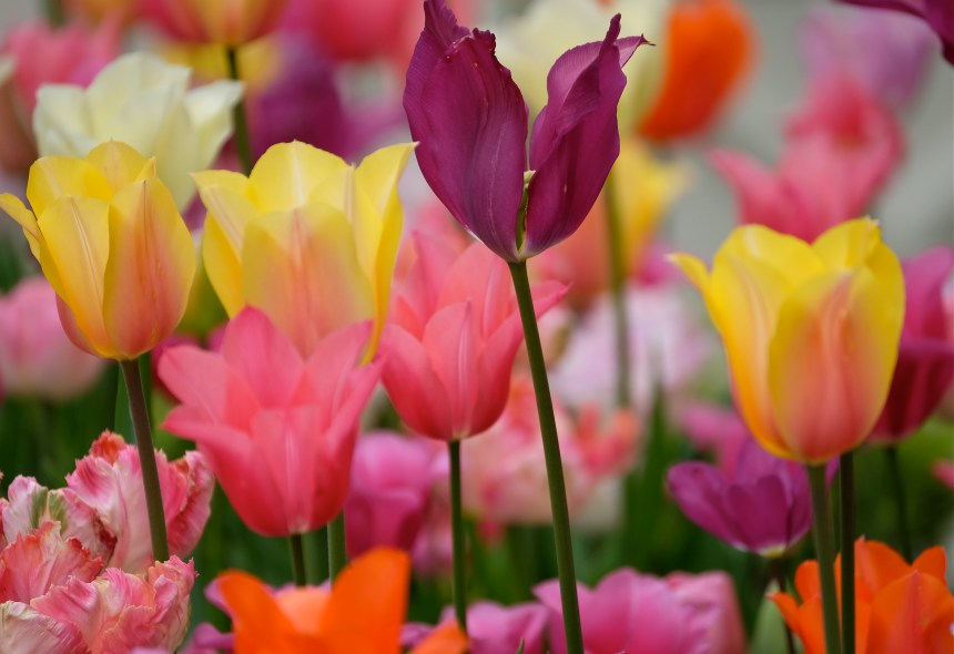 Tulips Garden Mary Prentiss inn Cambridge MA copyright Kim Smith