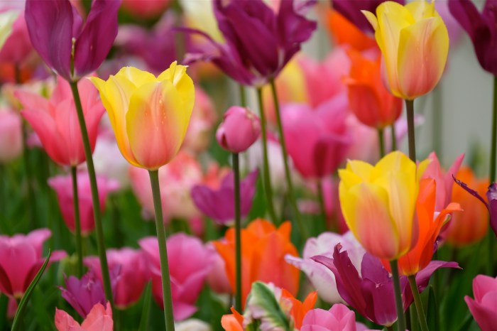 Tulips Mary Prentiss inn Cambridge MA copyright Kim Smith