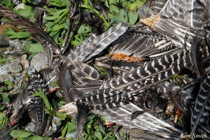 Turkey feathers wild copyright Kim Smith