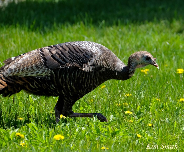 Wild turkey Gloucester Massachusetts Meleagris gallopavo -2 c Kim Smith