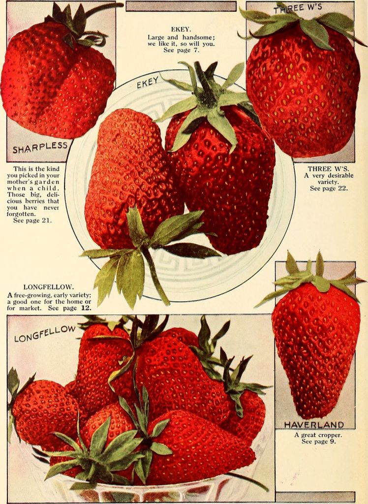 Allen's_book_of_berries_-_1916_(1916)_(17951710725)