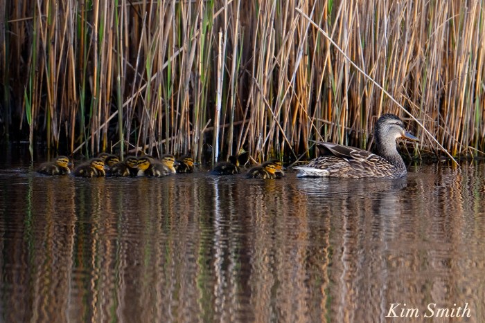 Female mallard ducklings -1 copyright Kim Smith