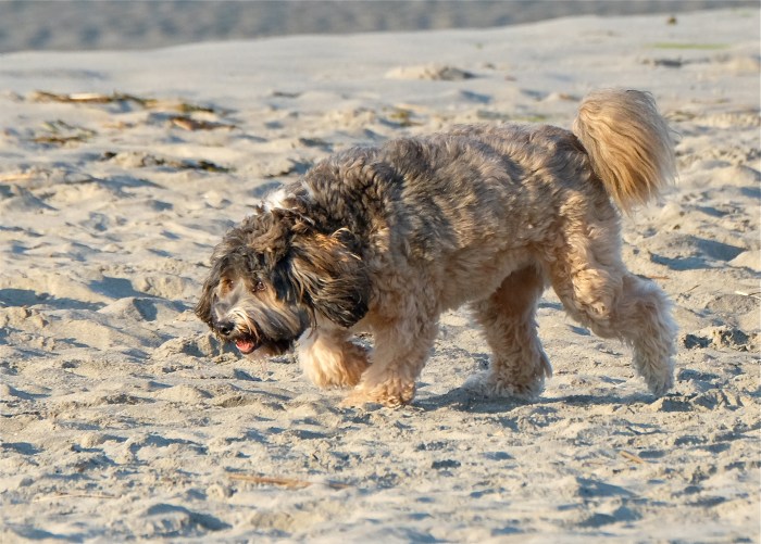 Good Harbor Beach Dog copyright Kim Smith