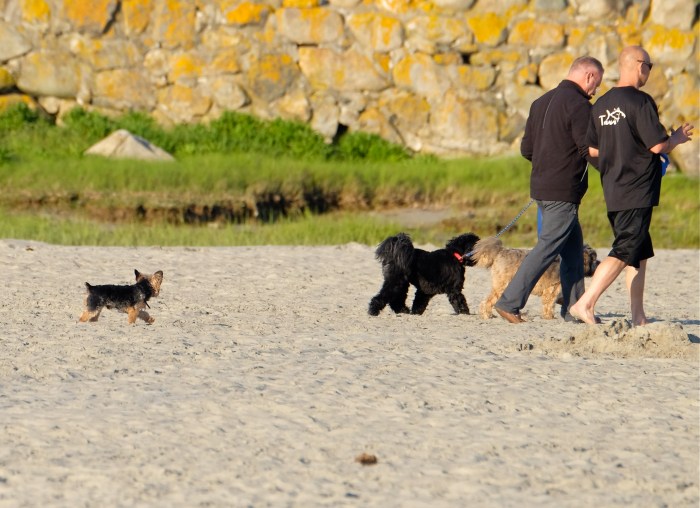 Good harbor Beach no dogs copyright Kim Smith