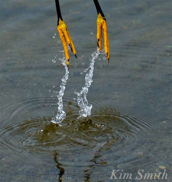 Heron feet copyright Kim Smith