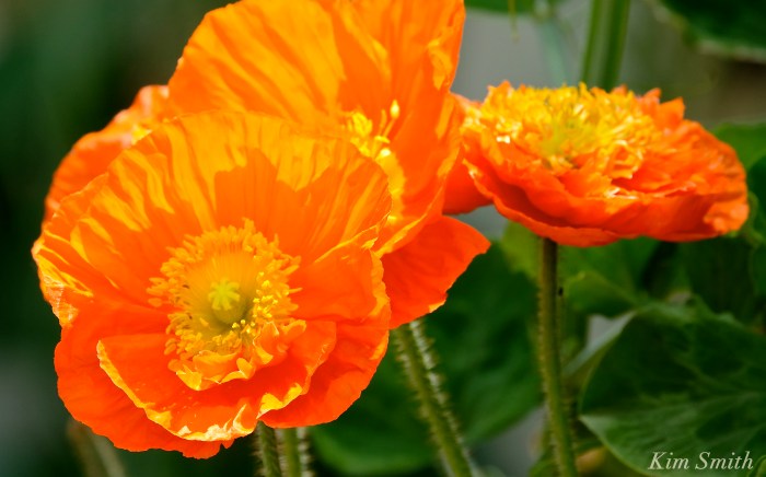 Iceland Poppies orange copyright Kim Smith