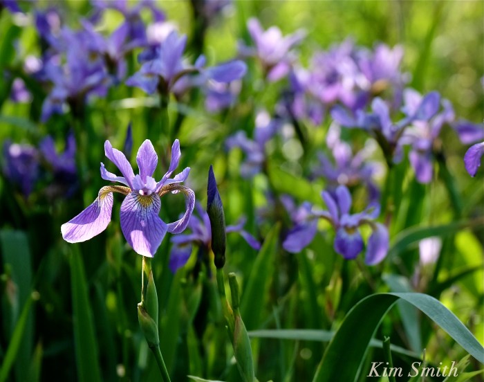 Iris versicolor -2 copyright 2016